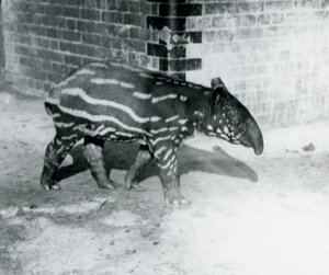 Een jonge Maleise Tapir in de London Zoo, 5 oktober 1921